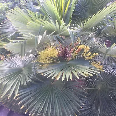 Schreng 马林斯卡